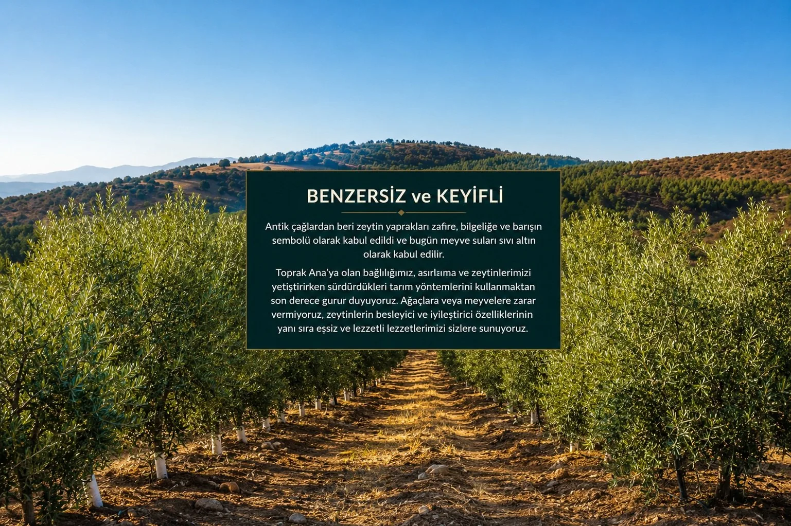 Blacksea zeytinliği — Kuzey Ege'nin güneşli tepeleri